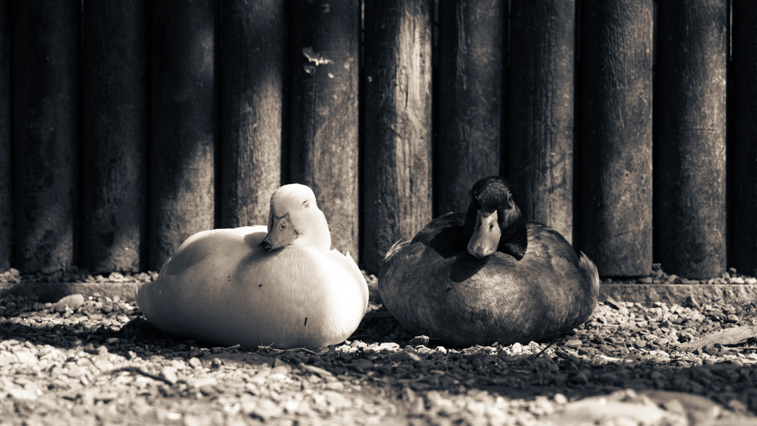 Echoes of Elsewhere (15)