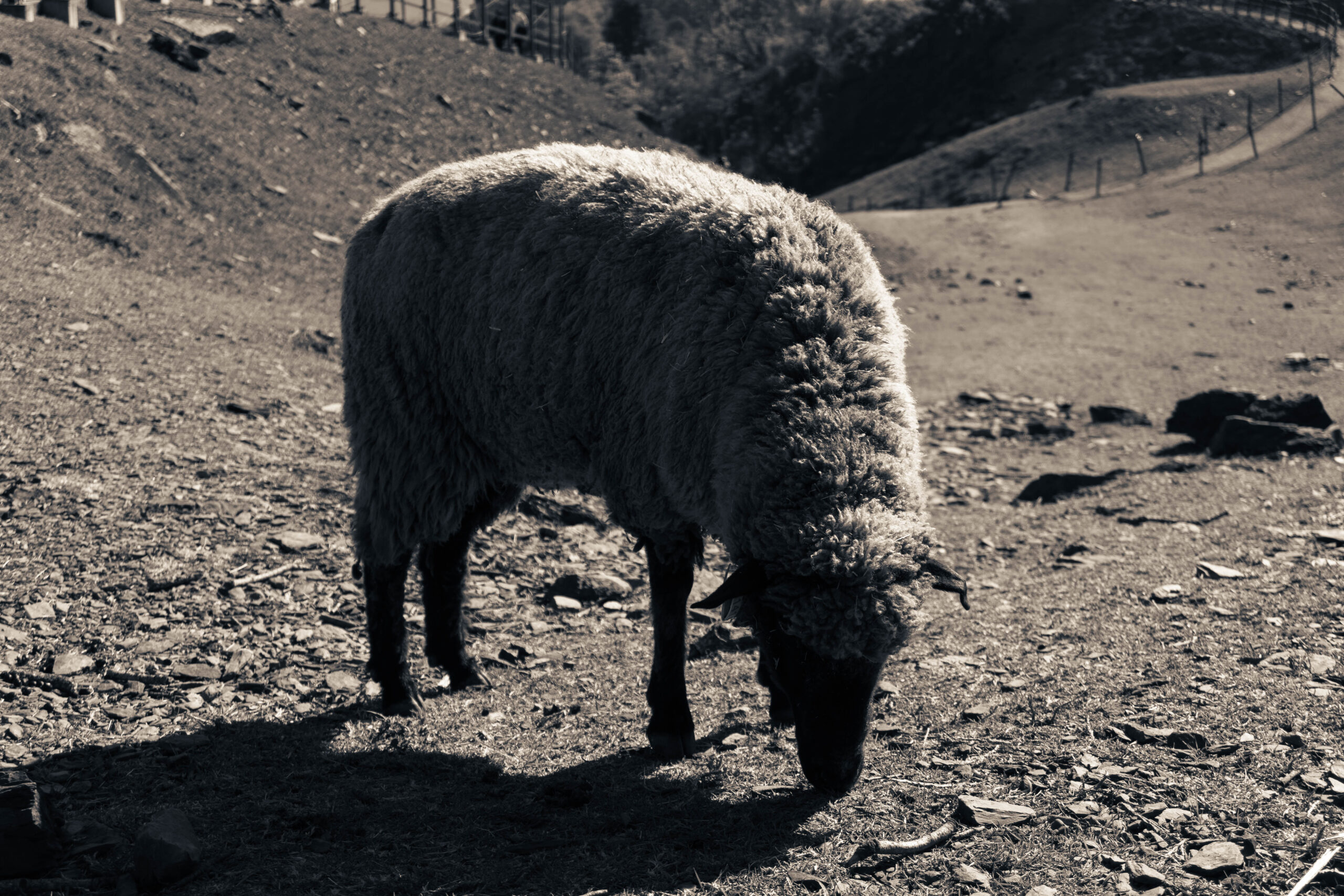 Echoes of Elsewhere (7)